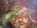 Yellow goby fish.