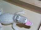 Albino Alligator.