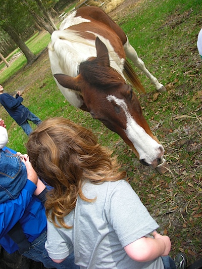 Breighton loved the horses...